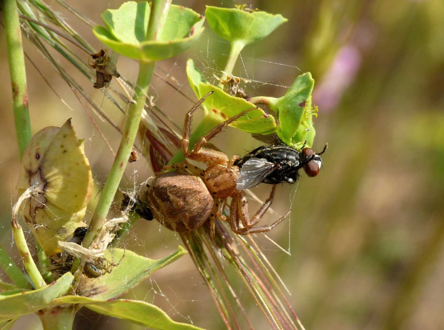Xysticus sp.